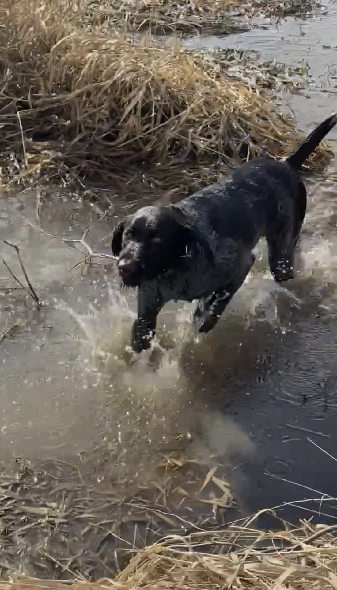 Early Socialization Tips for Hunting Dog Puppies