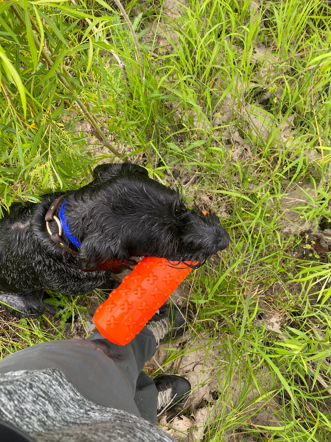 Versatile hunting dog water retrieve HZP training guide
