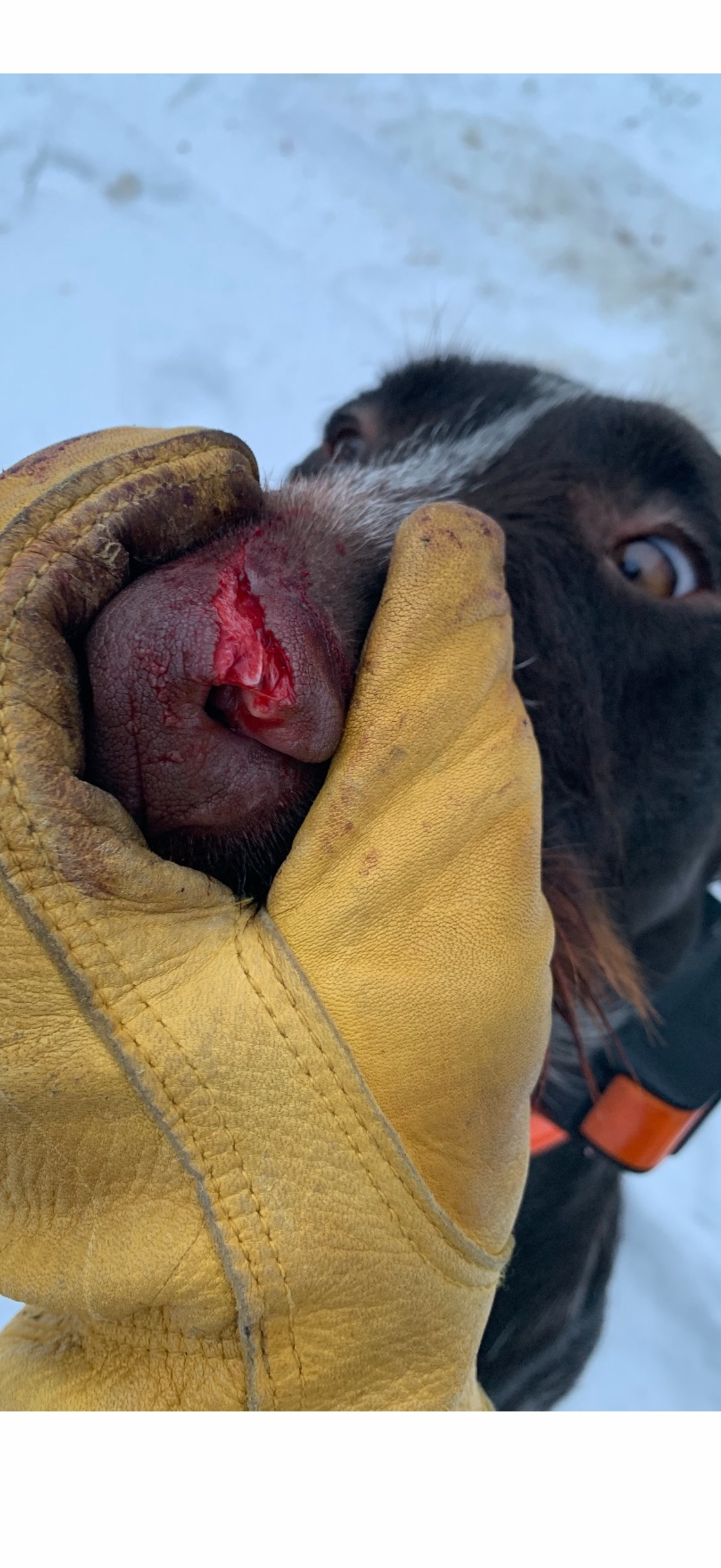 Hunting dog health prevention field kit guide