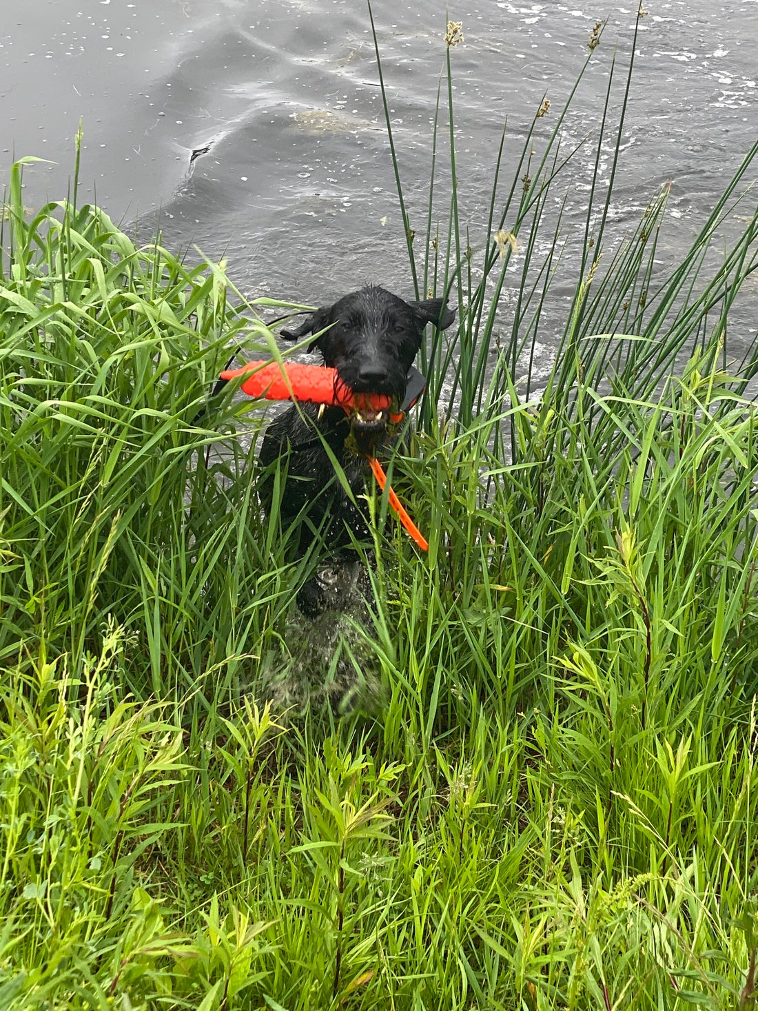 Hunting dog coming out of the water with a dummy — Train Hard. Hunt Easy.