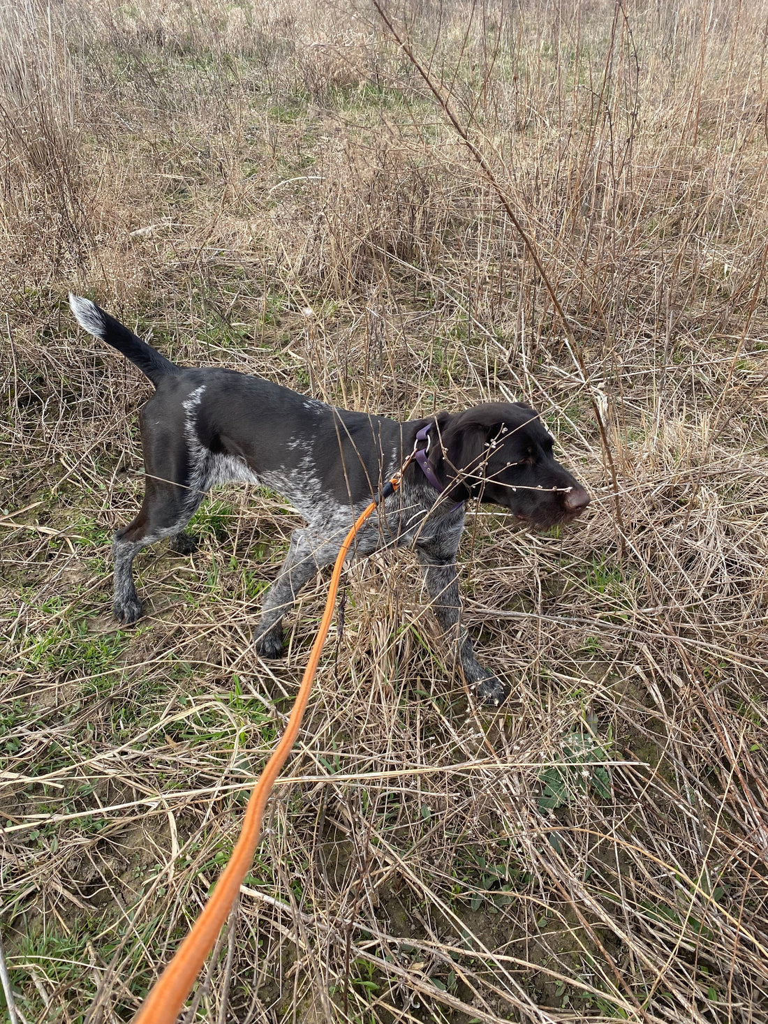 Early Socialization Tips for Hunting Dog Puppies