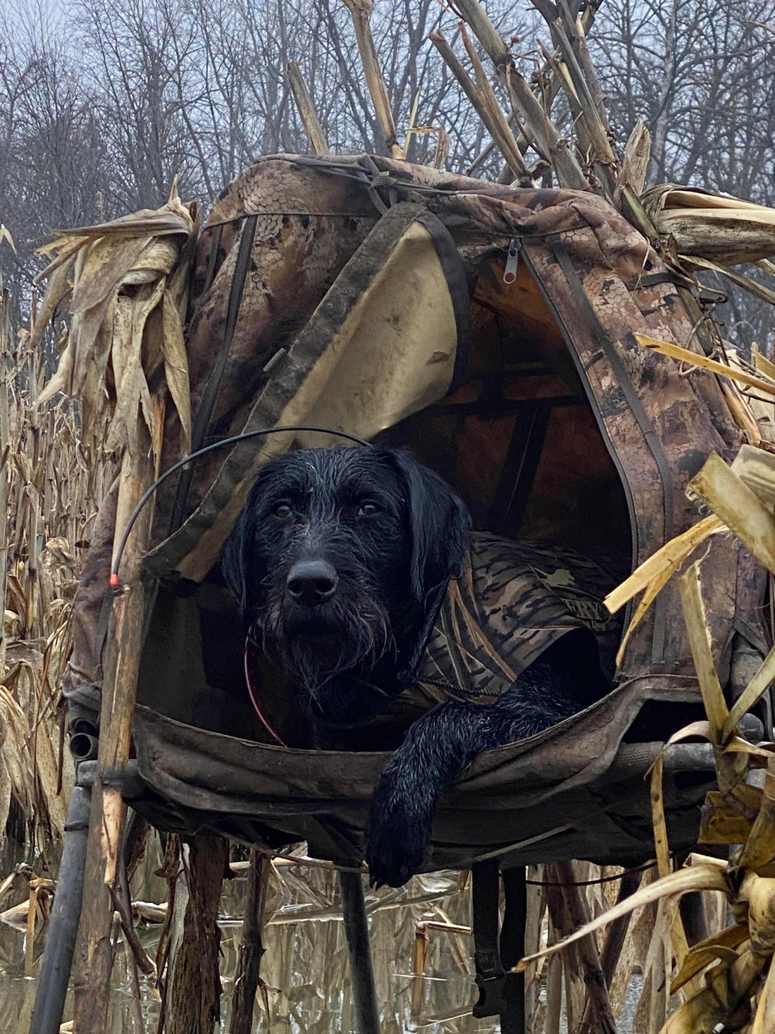 Dog in a Momarsh blind on a duck hunt