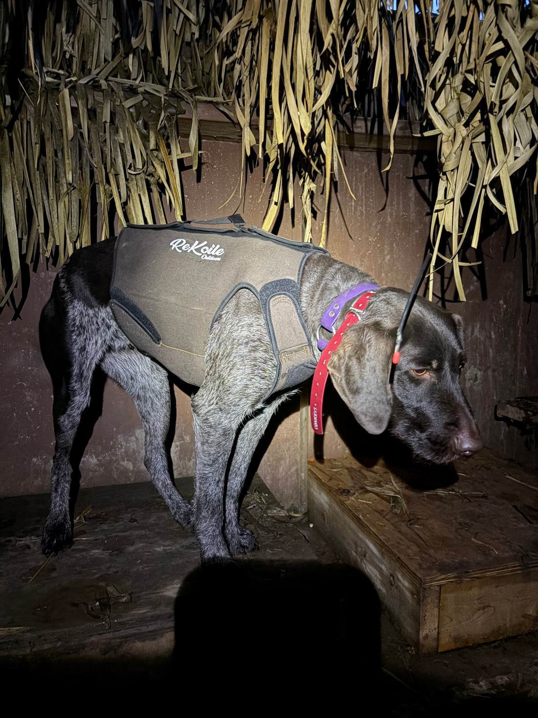 Versatile dog, Drahthaar wearing Rekoile waterfowl vest in a goose pit