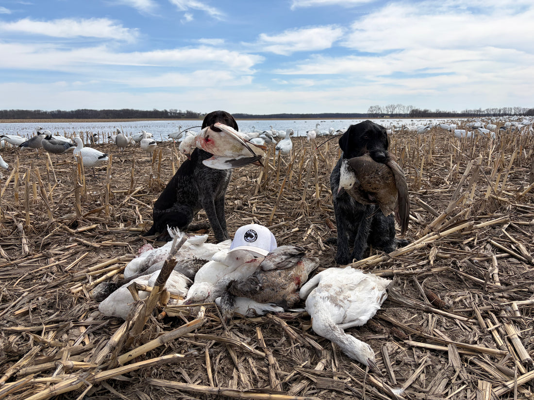 DRAHT CO Snow Goose Hat - lightweight 65/35 polyester cotton trucker hat for snow goose hunters. 2 dogs with geese after the hunt