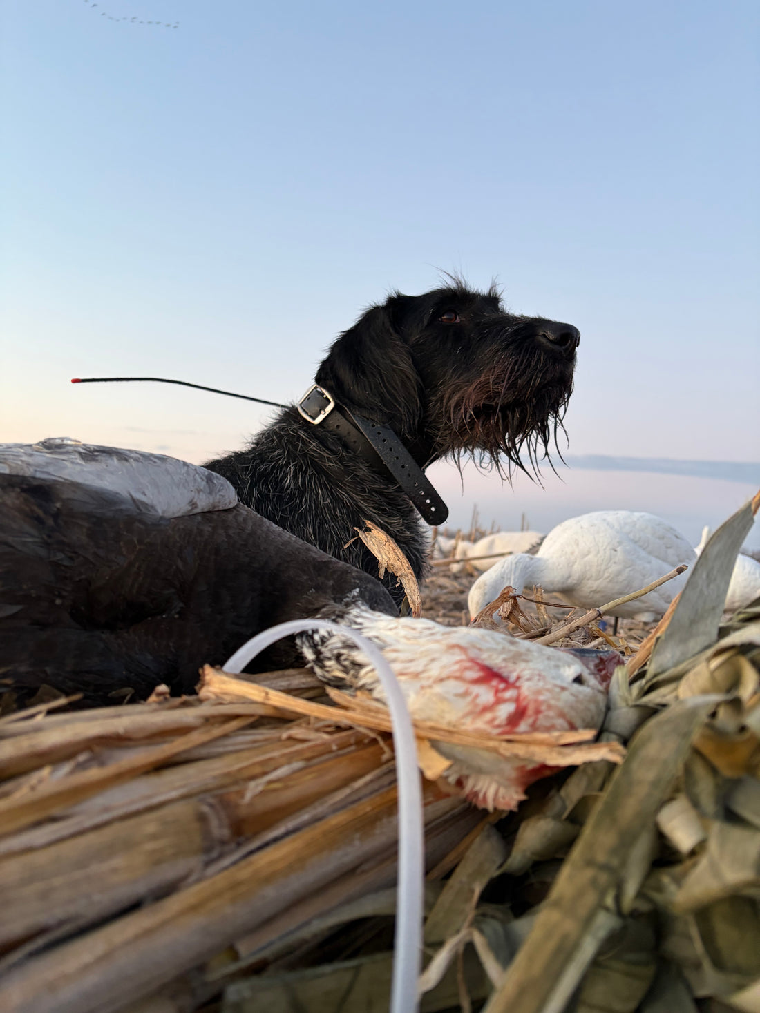 DRAHT CO Snow Goose Hat - lightweight 65/35 polyester cotton trucker hat for snow goose hunters. Drahthaar looking in the sky for geese