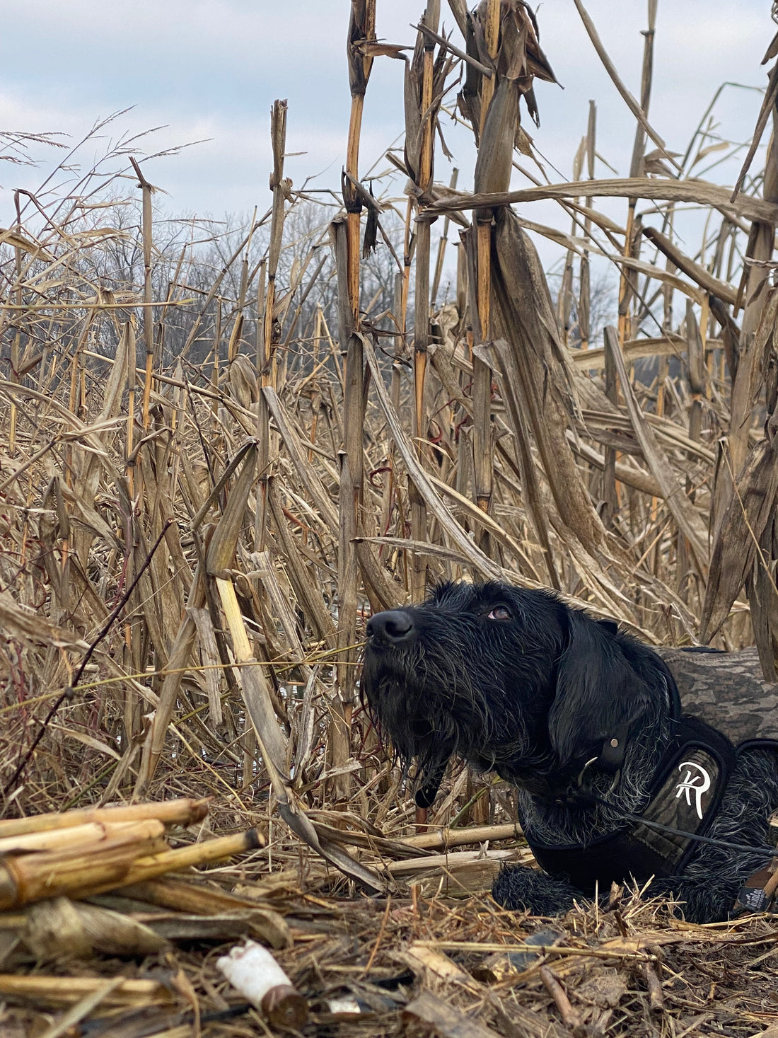 Rekoile Sure Fit Dog Vest worn in the field dog scanning sky looking at ducks