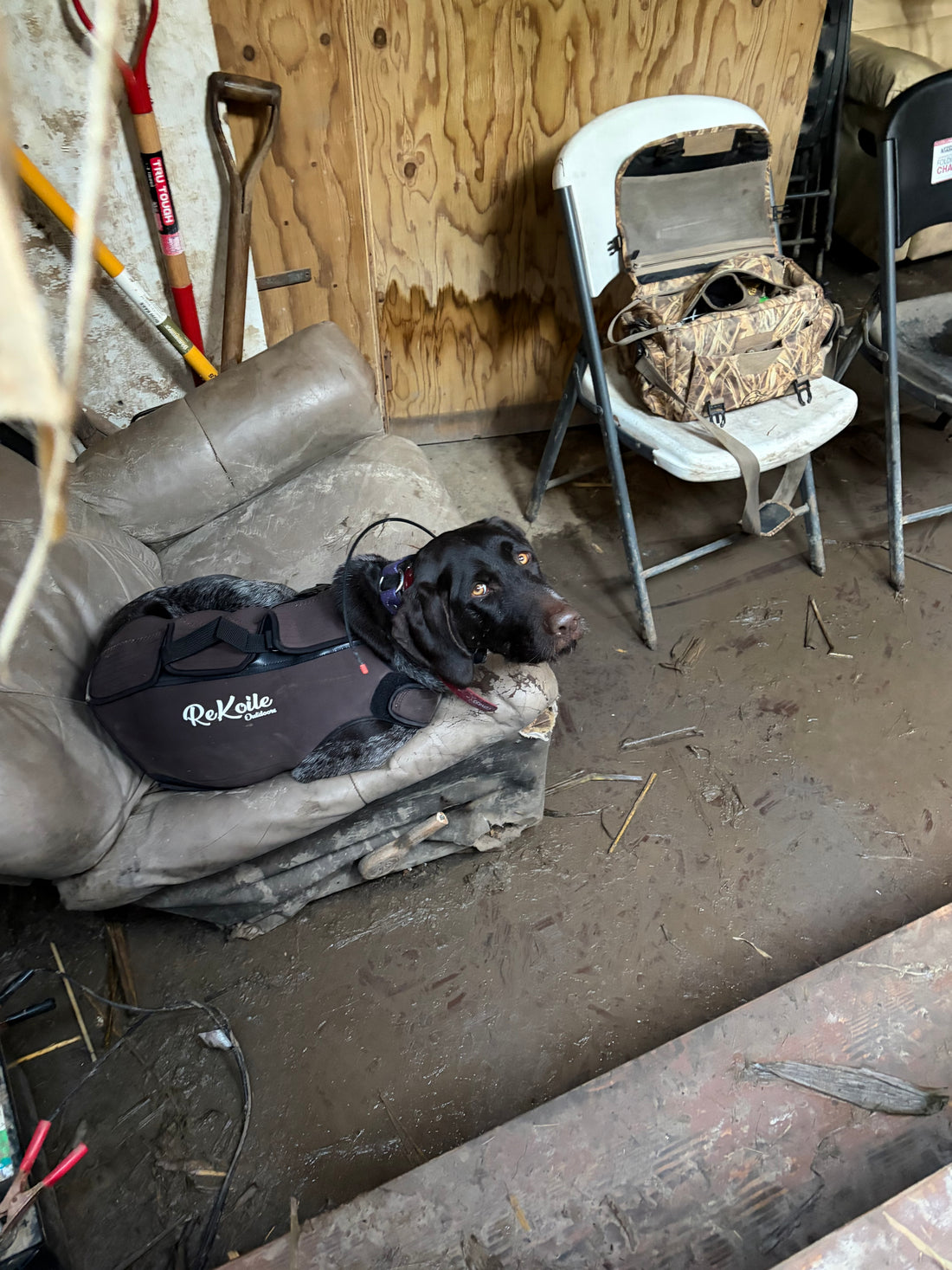 Versatile dog, Drahthaar wearing Rekoile waterfowl vest in a goose pit