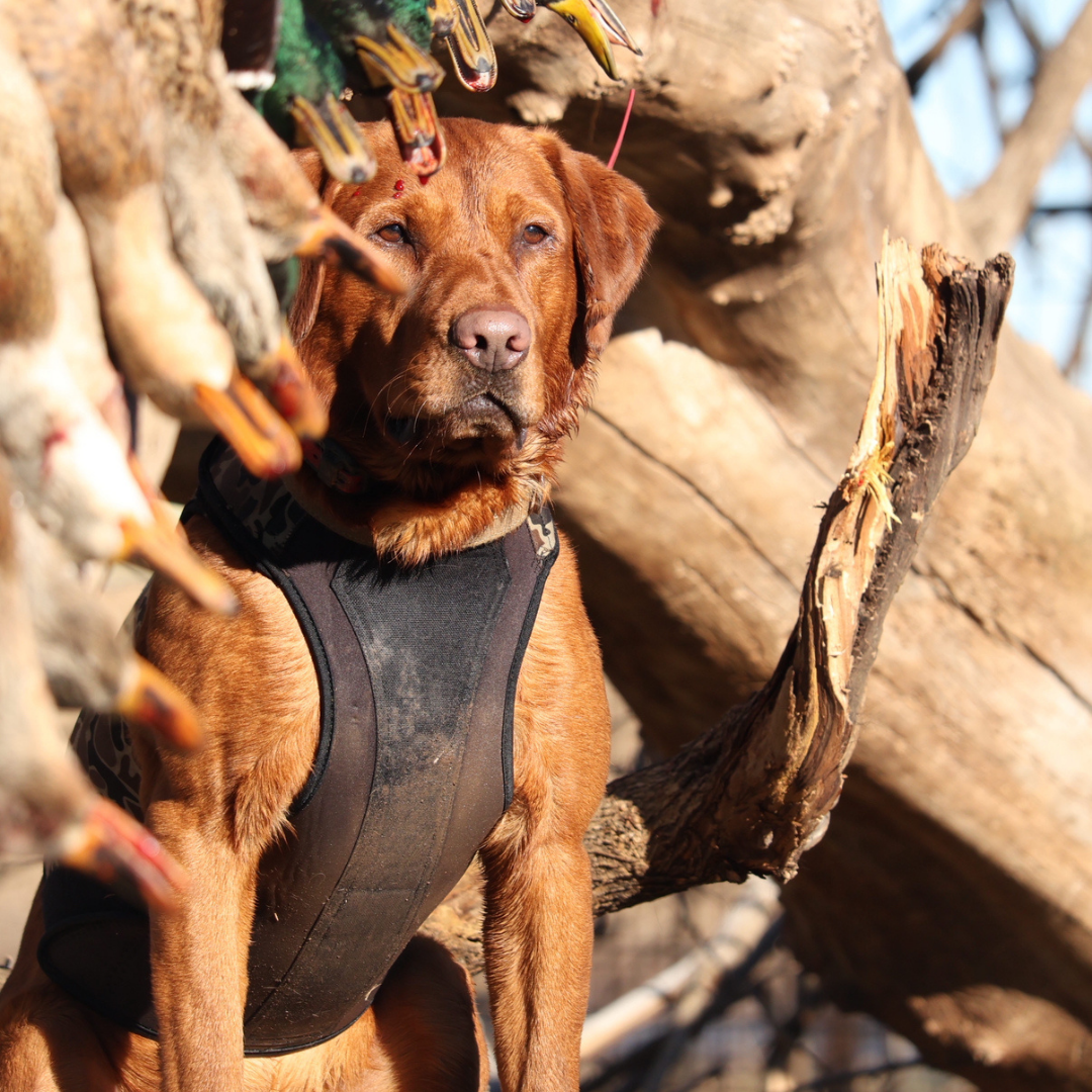 ReKoile 2.0 Sure Fit Waterfowl Dog Vest – Mossy Oak Bottomland, front view, Golden Retriever
