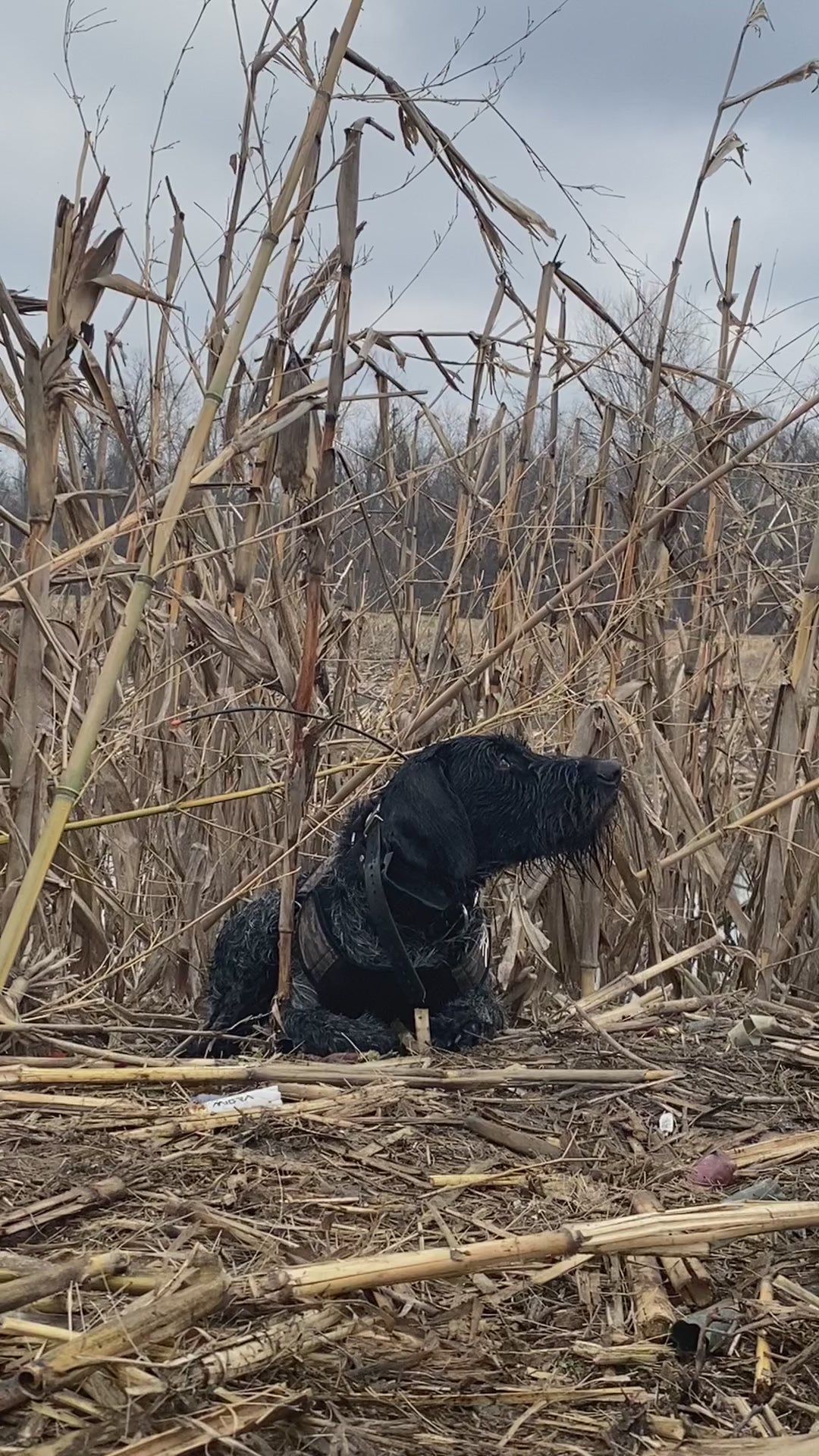 Rekoile Sure Fit Dog Vest worn in the field dog video of dog scanning sky looking at ducks