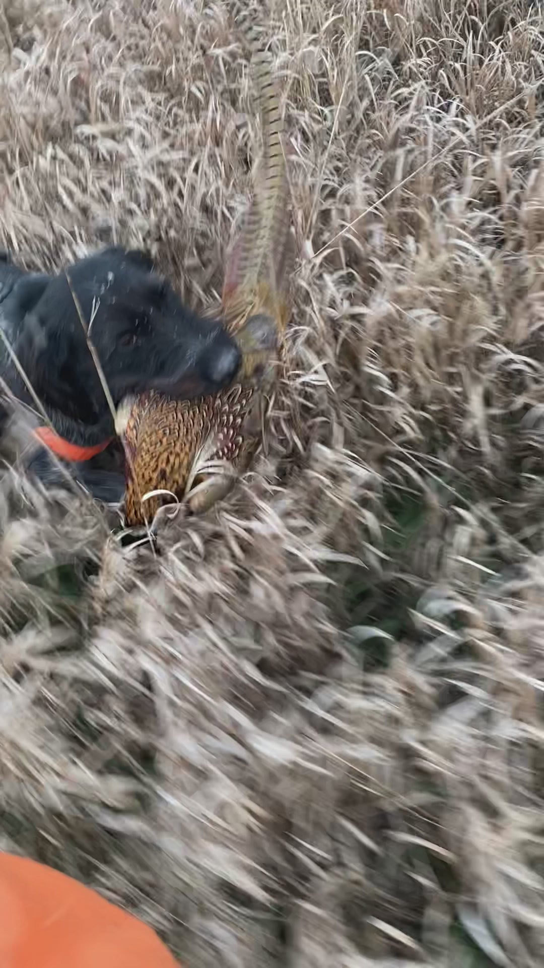 The Skid Plate hunting dog chest protector vest — video of dog wearing skid plate retrieving pheasant