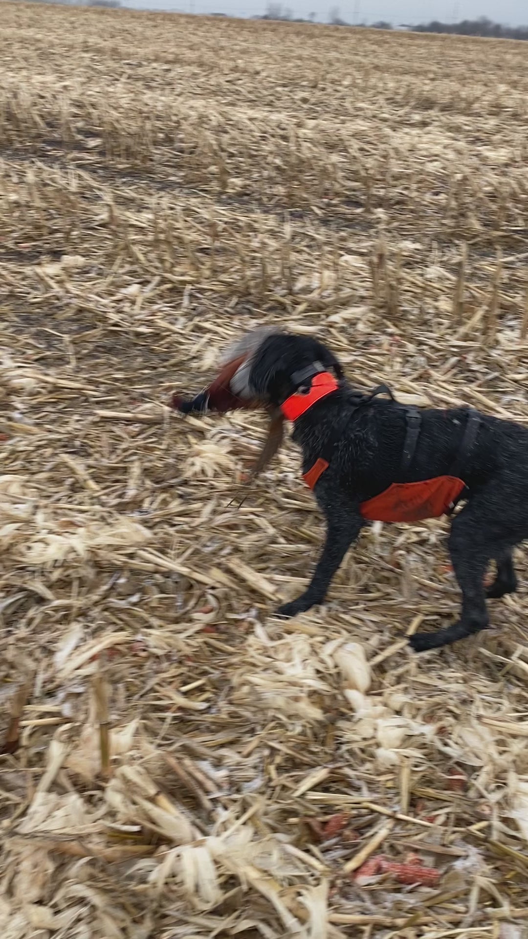 The Skid Plate hunting dog chest protector vest — video of dog wearing skid plate with pheasant
