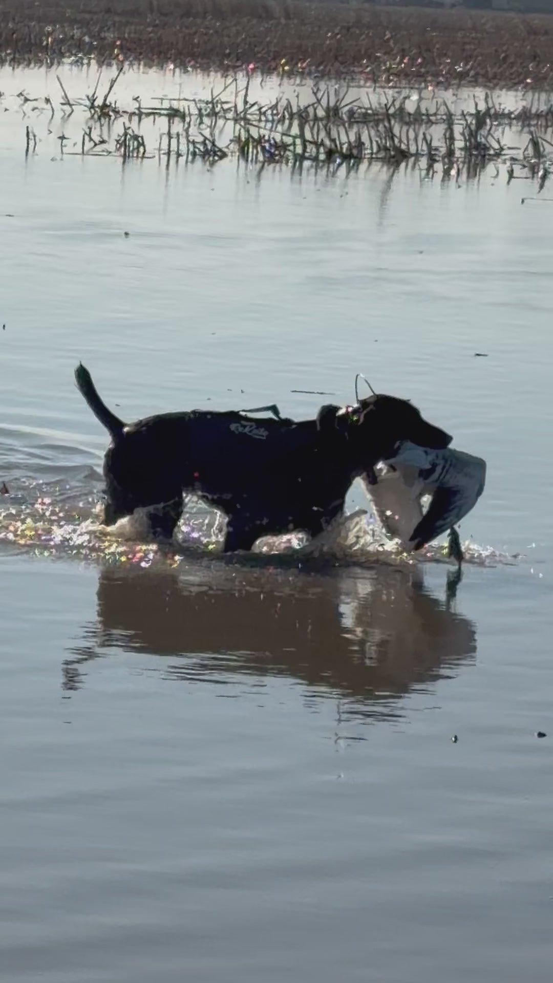 Video of Versatile dog , Drahthaar wearing solid bown Rekoile dog vest retrieving a snow goose in water