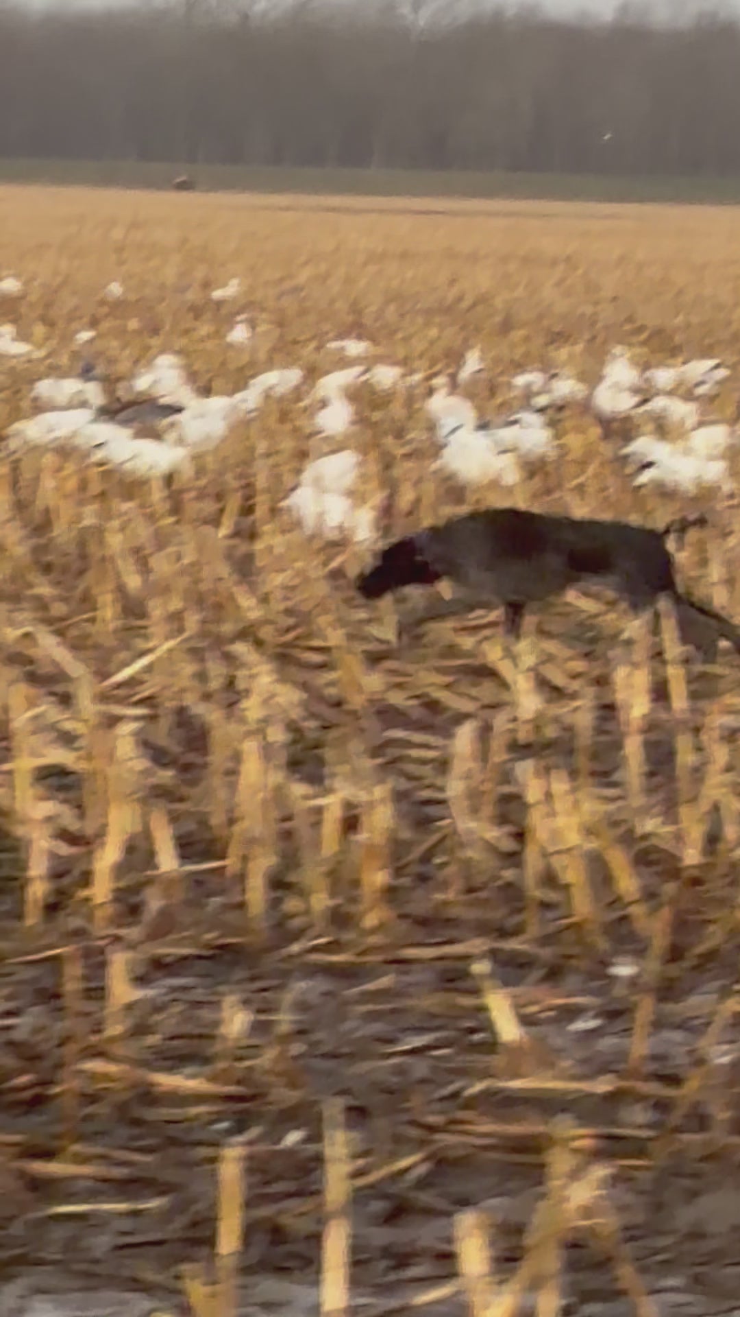 DRAHT CO Snow Goose Hat flat lay - white snapback with black badge logo detail dog video on snow goose hunt