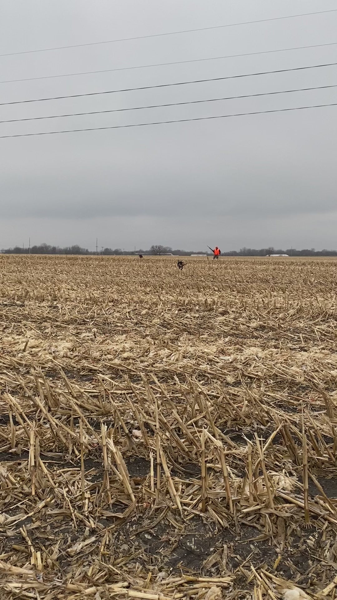The Skid Plate hunting dog chest protector vest — video of dog wearing skid plate retrieving pheasant